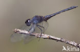 Indigo Dropwing (Trithemis festiva)