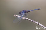 Indigo Dropwing (Trithemis festiva)