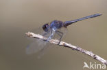 Indigo Dropwing (Trithemis festiva)