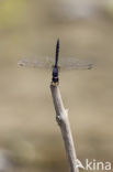 Indigo Dropwing (Trithemis festiva)