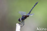 Indigo Dropwing (Trithemis festiva)