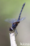 Indigo Dropwing (Trithemis festiva)