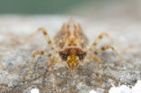 Indigo Dropwing (Trithemis festiva)