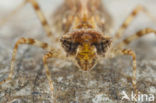 Indigo Dropwing (Trithemis festiva)