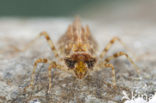 Indigo Dropwing (Trithemis festiva)