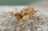 Blauwe zonnewijzer (Trithemis festiva)