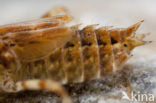 Indigo Dropwing (Trithemis festiva)