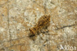 Indigo Dropwing (Trithemis festiva)