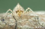 Indigo Dropwing (Trithemis festiva)