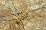 Indigo Dropwing (Trithemis festiva)