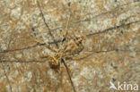 Indigo Dropwing (Trithemis festiva)