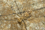 Indigo Dropwing (Trithemis festiva)