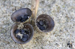 Bleek nestzwammetje (Cyathus olla)