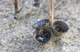 Bleek nestzwammetje (Cyathus olla)