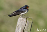 Boerenzwaluw (Hirundo rustica) 