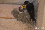 Boerenzwaluw (Hirundo rustica) 