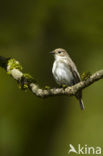 European Pied Flycatcher (Ficedula hypoleuca)