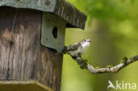 Bonte Vliegenvanger (Ficedula hypoleuca)