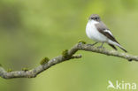 Bonte Vliegenvanger (Ficedula hypoleuca)