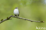 Bonte Vliegenvanger (Ficedula hypoleuca)