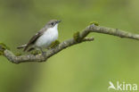 Bonte Vliegenvanger (Ficedula hypoleuca)