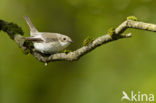 Bonte Vliegenvanger (Ficedula hypoleuca)