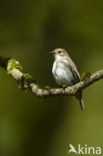 Bonte Vliegenvanger (Ficedula hypoleuca)