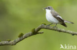 European Pied Flycatcher (Ficedula hypoleuca)