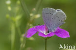 Boomblauwtje (Celastrina argiolus)