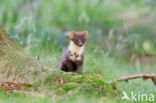 Pine Marten (Martes martes)