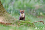 Pine Marten (Martes martes)