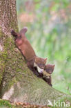 Pine Marten (Martes martes)