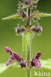 Bosandoorn (Stachys sylvatica)