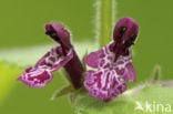 Bosandoorn (Stachys sylvatica)