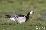 Brandgans (Branta leucopsis)