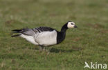 Brandgans (Branta leucopsis)