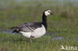 Brandgans (Branta leucopsis)