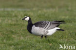 Brandgans (Branta leucopsis)