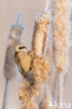 Eurasian Penduline-Tit (Remiz pendulinus)