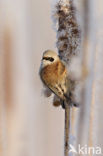 Eurasian Penduline-Tit (Remiz pendulinus)