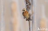 Eurasian Penduline-Tit (Remiz pendulinus)