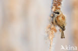 Eurasian Penduline-Tit (Remiz pendulinus)