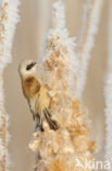 Eurasian Penduline-Tit (Remiz pendulinus)