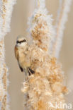 Eurasian Penduline-Tit (Remiz pendulinus)