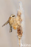 Eurasian Penduline-Tit (Remiz pendulinus)