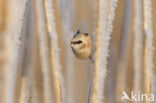 Eurasian Penduline-Tit (Remiz pendulinus)