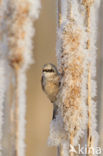 Eurasian Penduline-Tit (Remiz pendulinus)