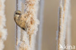 Eurasian Penduline-Tit (Remiz pendulinus)