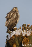 Common Buzzard (Buteo buteo)