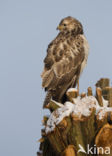 Common Buzzard (Buteo buteo)